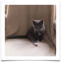 Flossie Whiskers - Helen Kulczycki